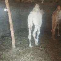 دو عدد بلبون جنس عرب|حیوانات مزرعه|چاهک, |دیوار