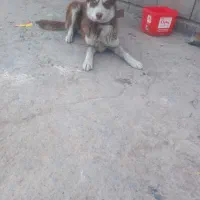 توله هاسکی مالاموت