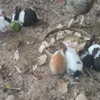 خرگوش کهورستان