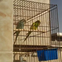 مرغ عشق|پرنده|کنگاور, |دیوار