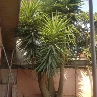 فروش یوکا|گل و گیاه طبیعی|تهران, سوهانک|دیوار