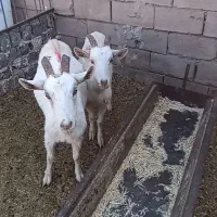 دوعدد بز سانن فروشی|حیوانات مزرعه|سلیمان, |دیوار