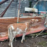 فروش دو راس گوساله ماده دورگ|حیوانات مزرعه|حویق, |دیوار