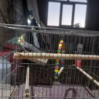 عروس هلندی نر