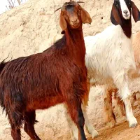 دوتا کهره مری جملی