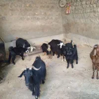 چهار بوز چهار بی برای فروش به شرت سالم بودن|حیوانات مزرعه|پلدختر, |دیوار