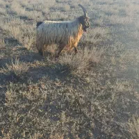 تکه ۱ ساله فی ۲۰ میلیون