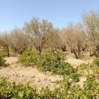 فروش-باغ-باسهم-آب-دراشترینان