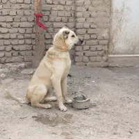 س.گ|سگ|بایک, |دیوار