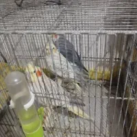 عروس هلندی همراه جوجه|پرنده|بهار, |دیوار