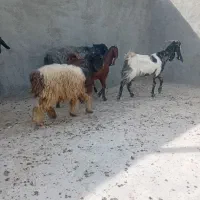 بره ماده سبک