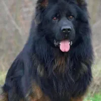 توله ژرمن شپرد