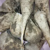 جغندر برای دامدادارن عزیز