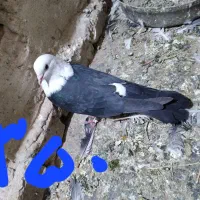 کبوتر|پرنده|فردوس (خراسان), |دیوار