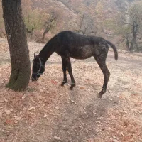 اسب ۱۱ماه بدونه مشکل|اسب و تجهیزات اسب‌سواری|مریوان, |دیوار