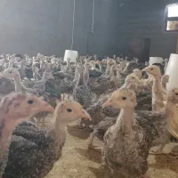 بوقلمون برنز محلی