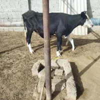 گاو سیمینتال گوساله‌نر