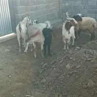 فروش بز و بره