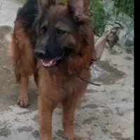 سگ ژرمن ماده