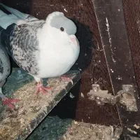 خال،ساده کاکلی،سینه جنگی|پرنده|چناران, |دیوار