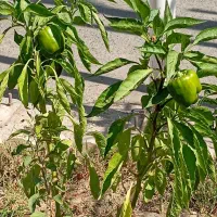 باغ ۱۰۰۰ متری