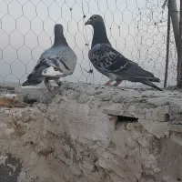 دوتا پلاکی فروشی
