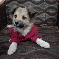 سگ ساکت خانگی