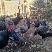 بوقلمون نروماده|حیوانات مزرعه|زهک, |دیوار