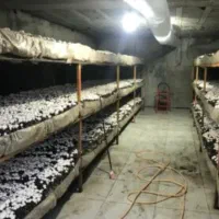 نیازمند همکار خانم