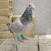 کبوتر سار نر