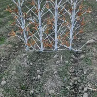 بزرگترین گروه تولید حفاظشاخ گوزنی بوته ای حفاظ خاص