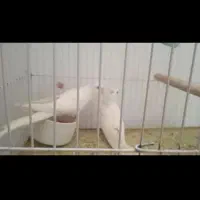 فروش عروس هلندی و فنج|پرنده|شهرضا, |دیوار