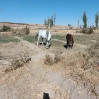 اسب مادیان کورشم مادیانه|اسب و تجهیزات اسبسواری|کبودرآهنگ, |دیوار