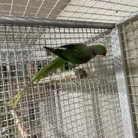 جفت شاه طوطی