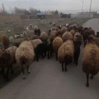 فروش میش زاییده بابره