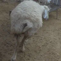 دوتا میش