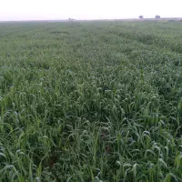 اجاره زمین کشاورزی|اجارهٔ دفتر صنعتی، کشاورزی، تجاری|شوشتر, |دیوار