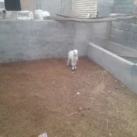 بره شیر