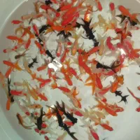 ماهی قرمز گلدفیش کاشون