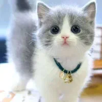 سرپرستی گربه