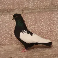 کبوتر نر سینه سیاه
