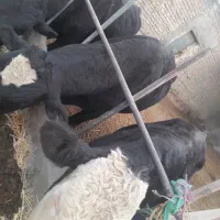 ۳ راس گوساله نر چاق