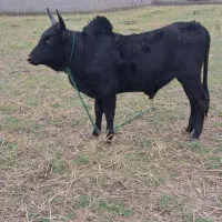 گاو ورزا کوله لیشه چالوسی