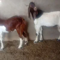 کهره نر 1 ساله