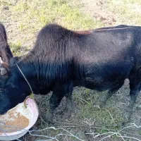 کلچه|حیوانات مزرعه|تالش, طولارود|دیوار