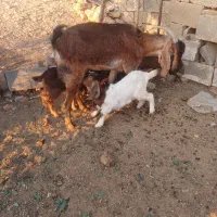 بز کهره دار دوقلو|حیوانات مزرعه|شیراز, شهرک گلستان شمالی|دیوار