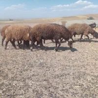 ۱۰ عدد شیشک ماده آبستن  دوقلو زا