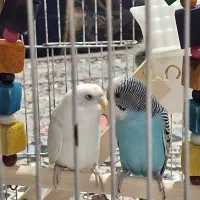 یک جفت مرغ عشق