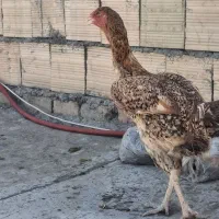 لاری
