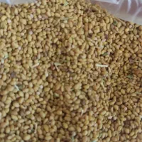 فروش بذرهای یونجه نخود فرنگی پیاز باقله لوبیا گندم|خدمات باغبانی و درختکاری|داراب, |دیوار